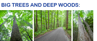 trees